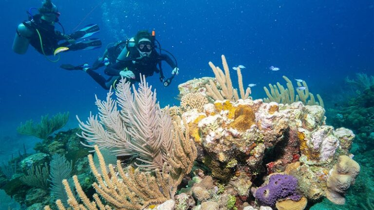 Bueceo en los Arrecifes de Coral de Jamaica